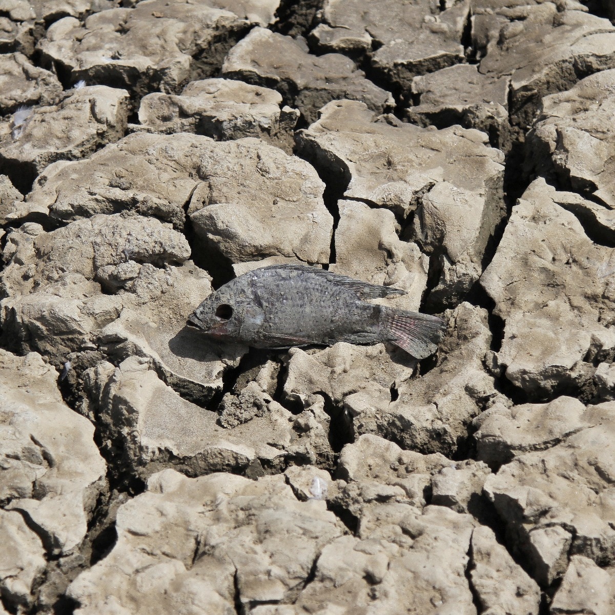 El Nino headed for India: China sounds alarm, confirms when it will peak