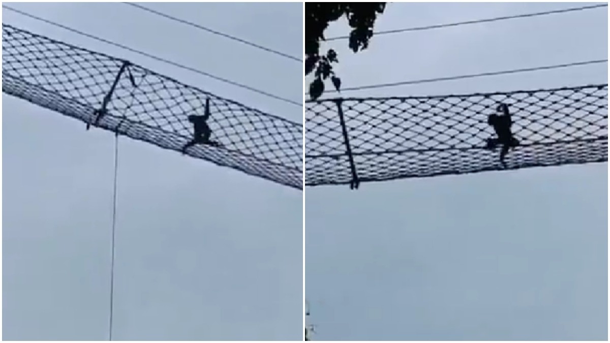 'India’s only ape' species uses bridge to cross rail tracks in Assam (Photos: @ParveenKaswan/X) 'India’s only ape' species uses bridge to cross rail tracks in Assam. Watch