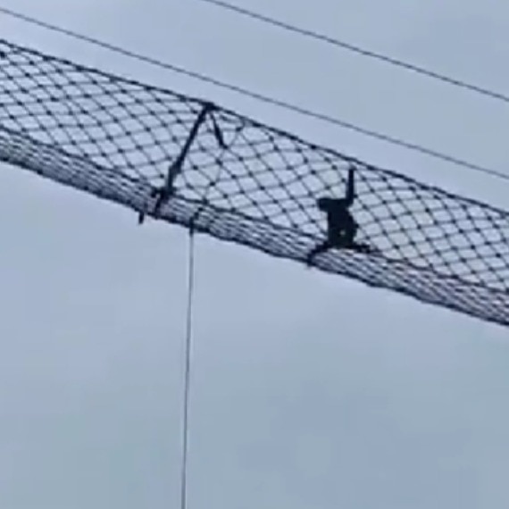 'India’s only ape' species uses bridge to cross rail tracks in Assam. Watch