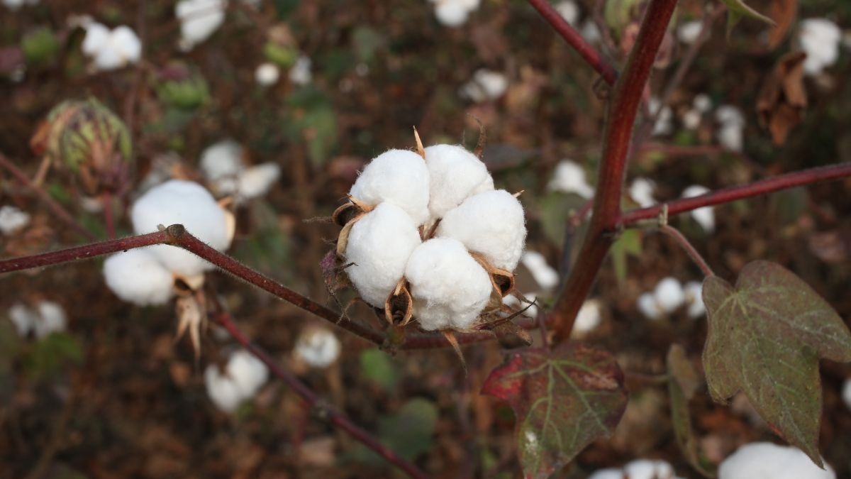India's white gold, fading. Cotton fields across the country have lost nearly 20 lakh hectares in six years, and production has fallen 27 per cent from the 2013-14 peak. (Photo: Getty) India's white gold, fading. Cotton fields across the country have lost nearly 20 lakh hectares in six years, and production has fallen 27 per cent from the 2013-14 peak. (Photo: Getty)