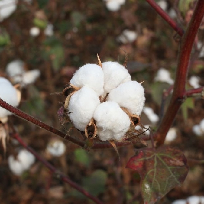 India's white gold, fading. Cotton fields across the country have lost nearly 20 lakh hectares in six years, and production has fallen 27 per cent from the 2013-14 peak. (Photo: Getty)