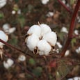 India's white gold, fading. Cotton fields across the country have lost nearly 20 lakh hectares in six years, and production has fallen 27 per cent from the 2013-14 peak. (Photo: Getty) India's white gold, fading. Cotton fields across the country have lost nearly 20 lakh hectares in six years, and production has fallen 27 per cent from the 2013-14 peak. (Photo: Getty)