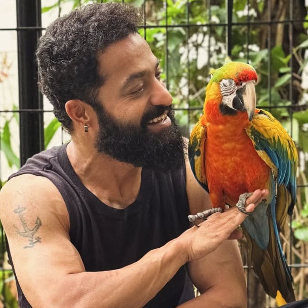 Jr NTR introduces pet macaws Asahi and Yuuhi on his birthday