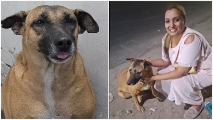 Rescuers have finally found Kaddu, the stray dog missing from Delhi Airport compound in Dwarka. (Photo: X) kaddu