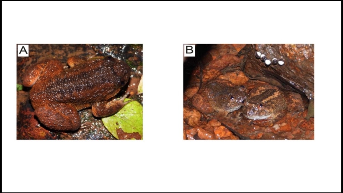 Never-before-seen Kali night frog species discovered in Western Ghats
