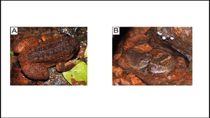 Live individual of the newly discovered frog species. (Photo: PeerJ) Kali Night Frog