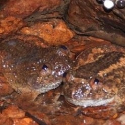 Never-before-seen Kali night frog species discovered in Western Ghats