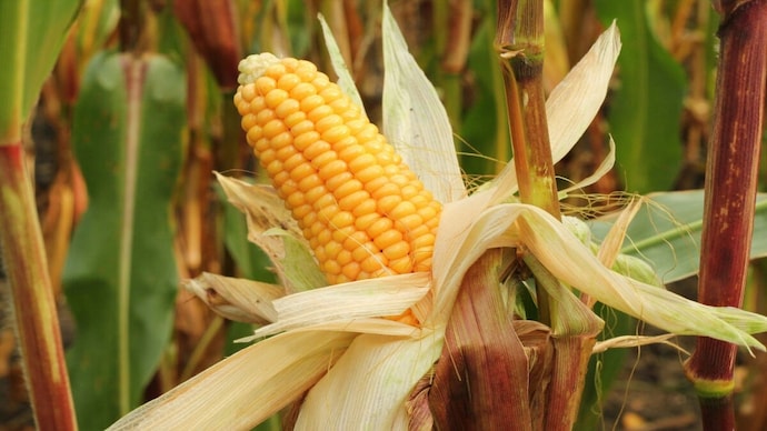 Kharif MSP Hike