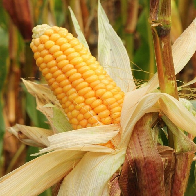 War and weather threaten India’s kharif season