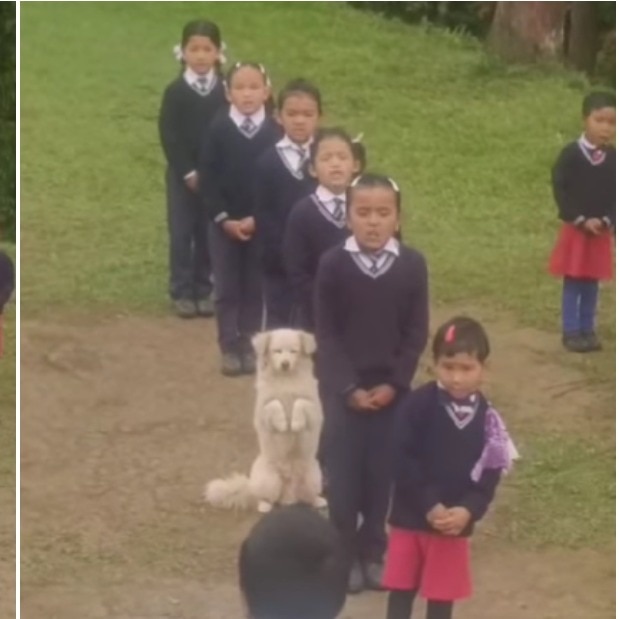 Sikkim school assembly turns wholesome as fluffy guest joins students in prayer. Watch