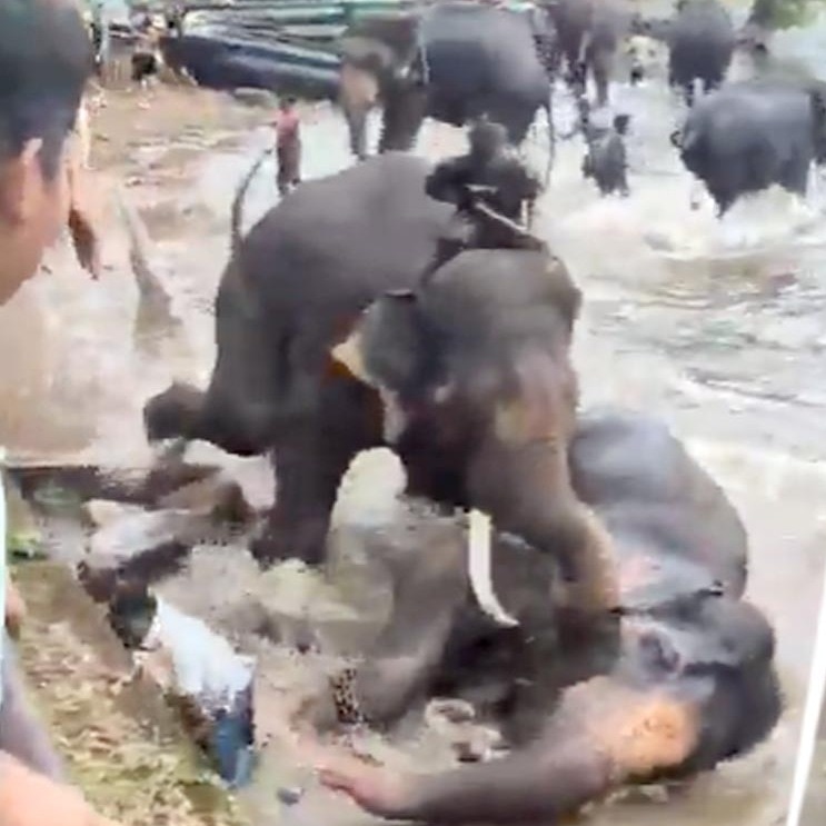 Tourist killed after getting caught in clash between 2 elephants in Karnataka
