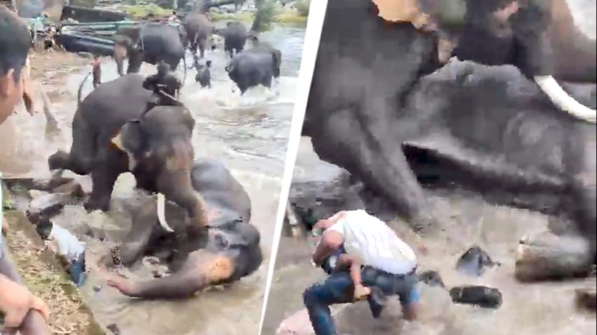 Karnataka to swap open safari jeeps for buses after tourist dies in elephant clash