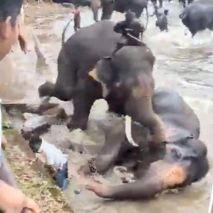 Karnataka to swap open safari jeeps for buses after tourist dies in elephant clash