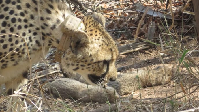 Kuno loses four cheetah cubs a month after birth, predation suspected
