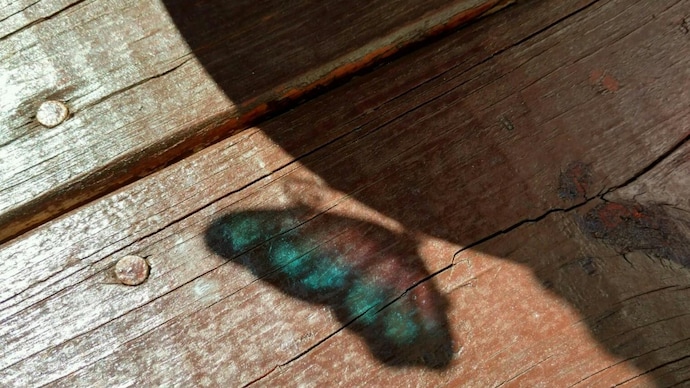 Lahaina Noon, also called zero-shadow day, is a rare astronomical event when the Sun stands directly overhead, causing shadows to nearly disappear in tropical regions for a brief time. Lahaina Noon, also called zero-shadow day, is a rare astronomical event when the Sun stands directly overhead, causing shadows to nearly disappear in tropical regions for a brief time.