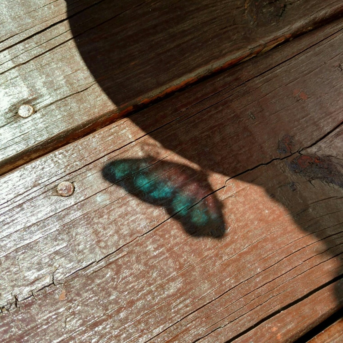 What is Lahaina Noon? The rare zero-shadow day explained