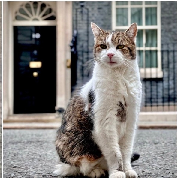 As UK politics spiral again, Downing Street's Larry the cat has only one concern