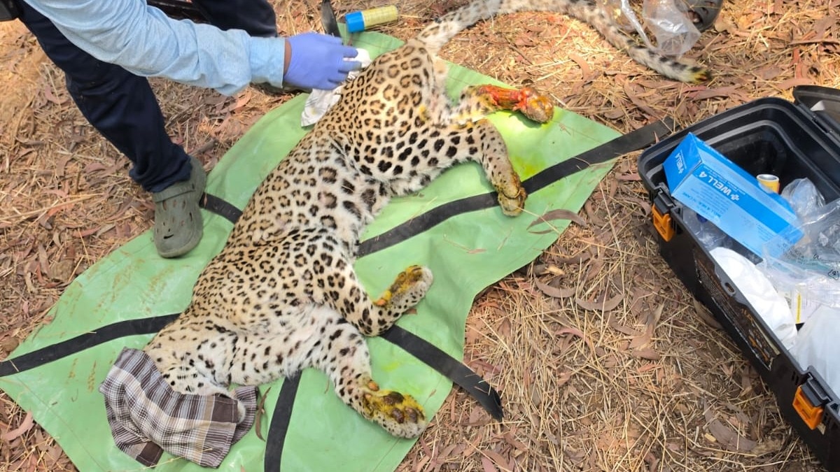 Leopard suffers paw injury in Thane's national park, rescued after 21-hour op