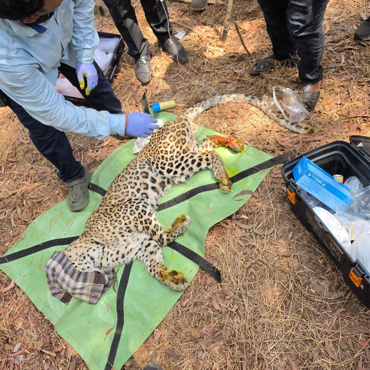Leopard suffers paw injury in Thane's national park, rescued after 21-hour op