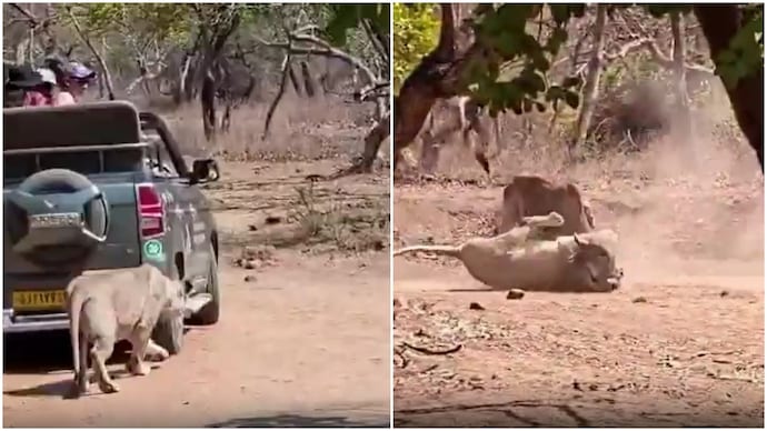 Lioness hunts bovine infront of tourists in Gir. (Photo: Instagram) lion