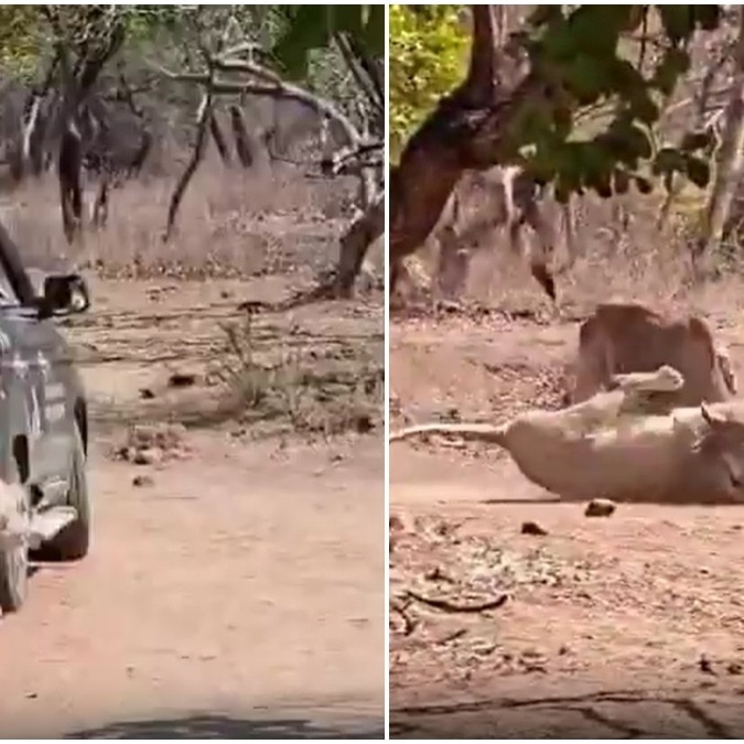 Tourists get front-row seat to lioness' hunt in Gujarat's Gir forest