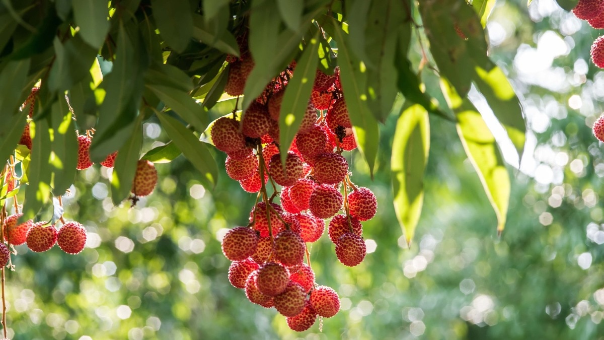 A guide outlines five simple ways to choose sweet lychees this summer. Lychee Orchid (Getty Image)