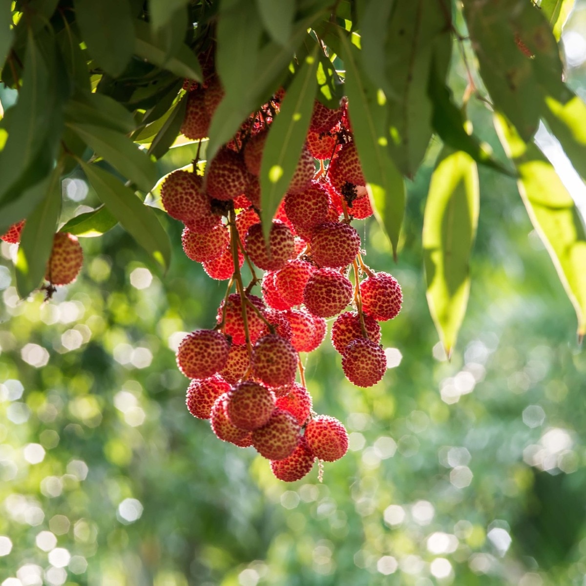 5 simple ways to choose sweet lychees this summer