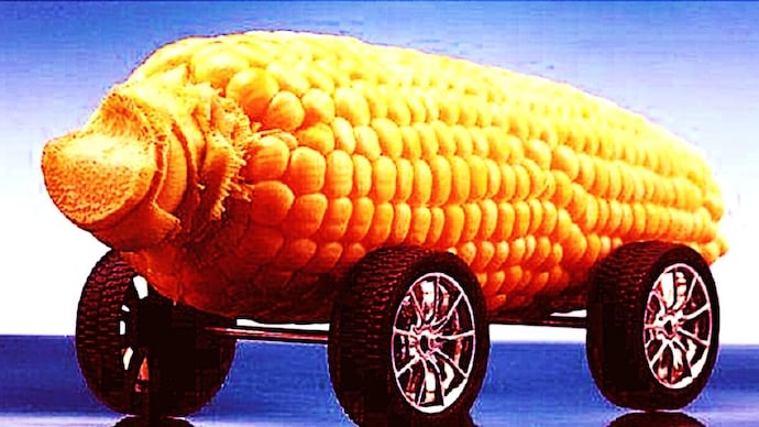 In 2023, officials had called for a sharp rise in maize production to meet growing demand from ethanol and poultry sectors. (Photo-ICAR).