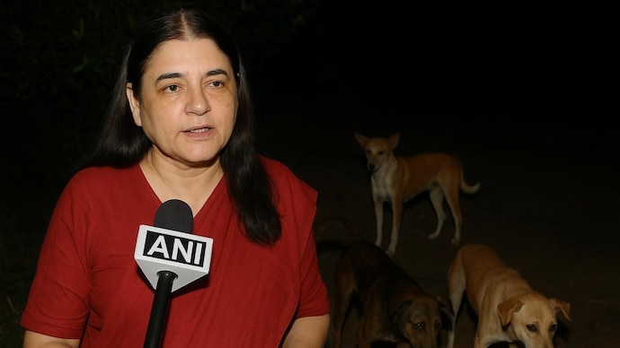 Maneka Gandhi says SC failed to solve India’s stray dog crisis Maneka Gandhi says SC failed to solve India’s stray dog crisis