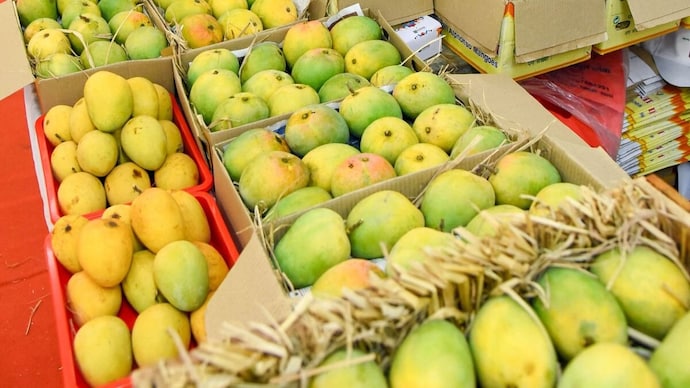 Why mangoes upset some stomachs, according to a nutritionist