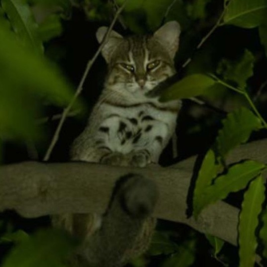 World’s tiniest wild cat caught breeding near Delhi for 1st time. See pics