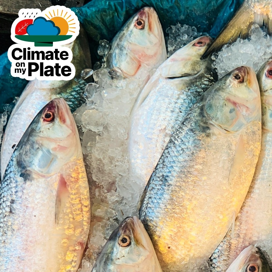 Why Pomfret and Hilsa are becoming rare delicacies on Indian plates