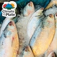 No Pomfret, no Hilsa: Climate change is emptying the fish markets No Pomfret, no Hilsa: Climate change is emptying the fish markets