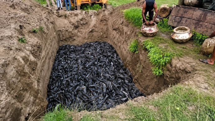 Thai Mangur fish remains one of India’s most controversial fish varieties due to ecological damage, health concerns and illegal trade despite repeated government bans and enforcement action. (Photo: Screengrab/India Today) Officials have been confiscating Thai Mangur fish and burying the seized stock. (Photo: Screengrab/India Today)