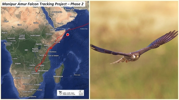 One of the three falcons will fly almost 6,000 kilometres in six days. One of 3 Amur falcons begins long flight back home from Africa