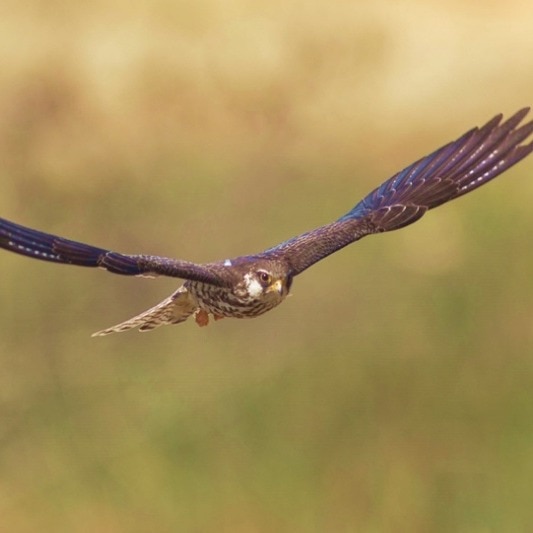 6,000 km in 6 days? Amur falcon begins daring flight back to India