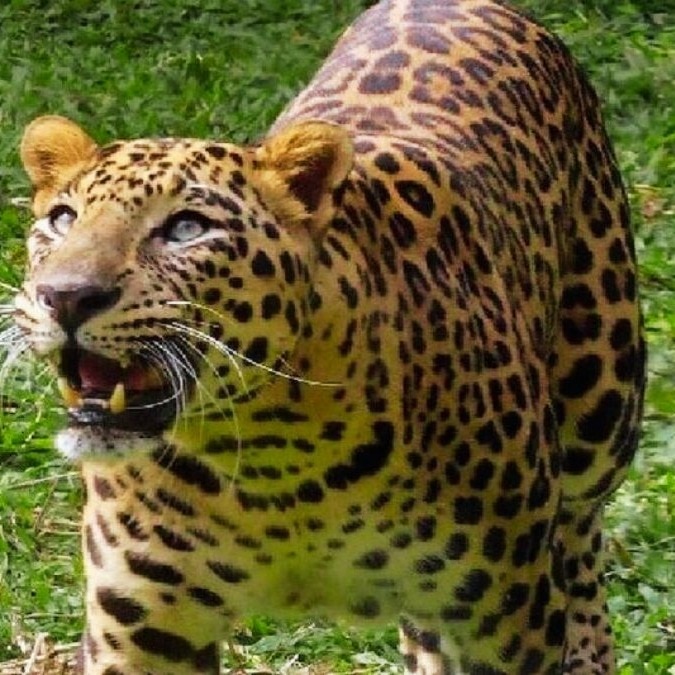 International Leopard Day: Habitat, threats and why protection matters