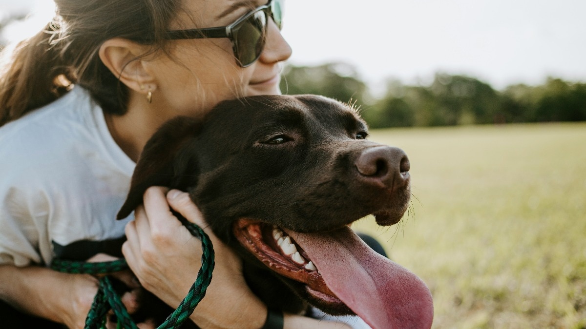 Heatwaves can seriously affect pets, especially dogs and cats. Experts advise pet owners to focus on hydration, cooling, shaded spaces and avoiding outdoor exposure during peak heat hours. (Photo: Unsplash) If pets are not properly cared for in this heatwave, problems like dehydration, weakness, vomiting, shortness of breath, and heat stroke can occur. (Photo: Unsplash)