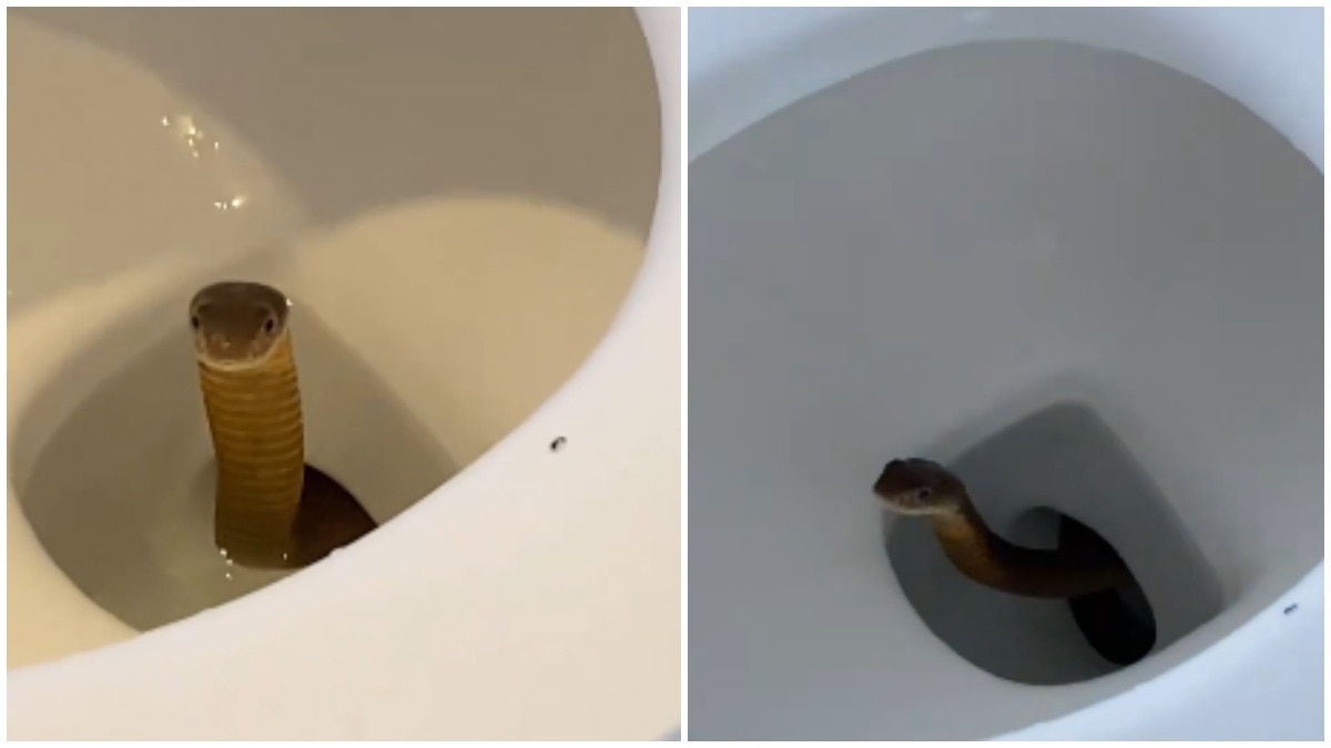 Philippines resort guests thought toilet was blocked, then a king cobra showed up