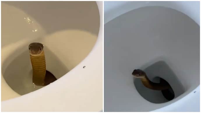Philippines resort guests thought toilet was blocked then a king cobra showed up