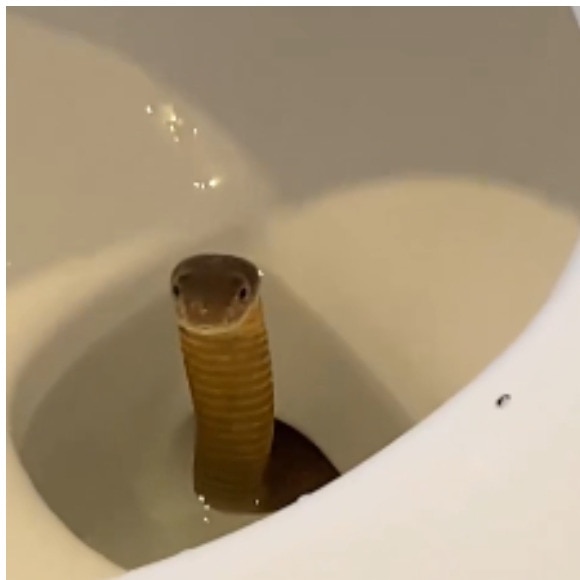 Philippines resort guests thought toilet was blocked, then a king cobra showed up