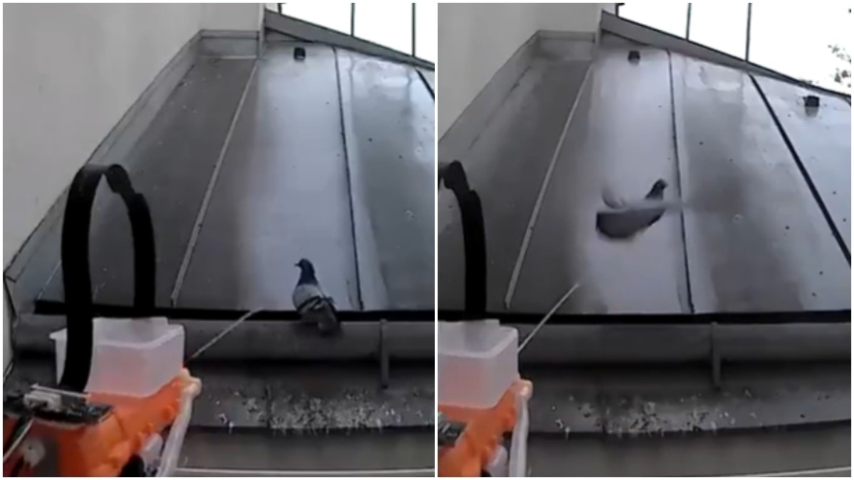 Man uses AI and a water gun to win the balcony war with pigeons