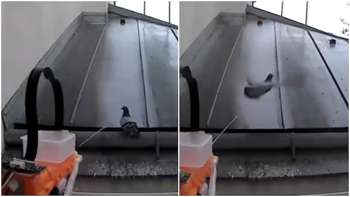 This Ai-powered water gun shoos away pigeons without harming them. (Photo: X) pigeon
