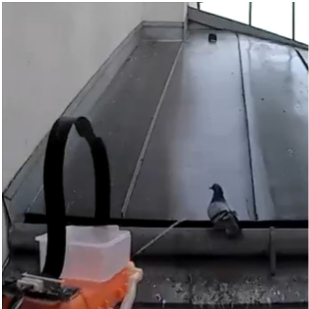 Man uses AI and a water gun to win the balcony war with pigeons