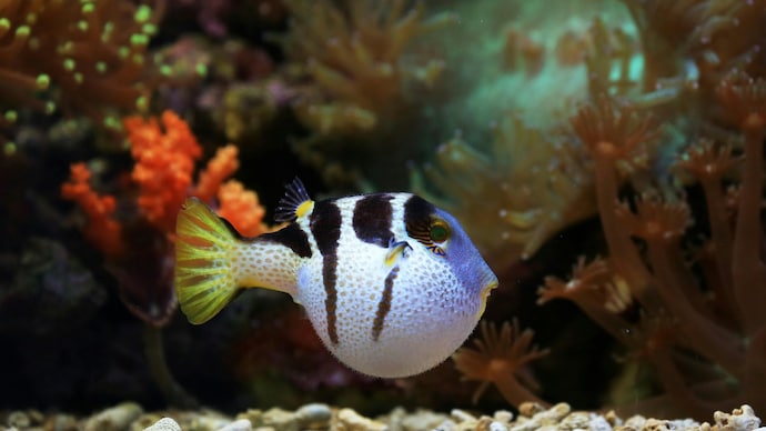 Puffer fishing is a dating behaviour that can create rifts in a relationship (Photo: Pexels) Puffer fishing is a dating behaviour that can create rifts in a relationship