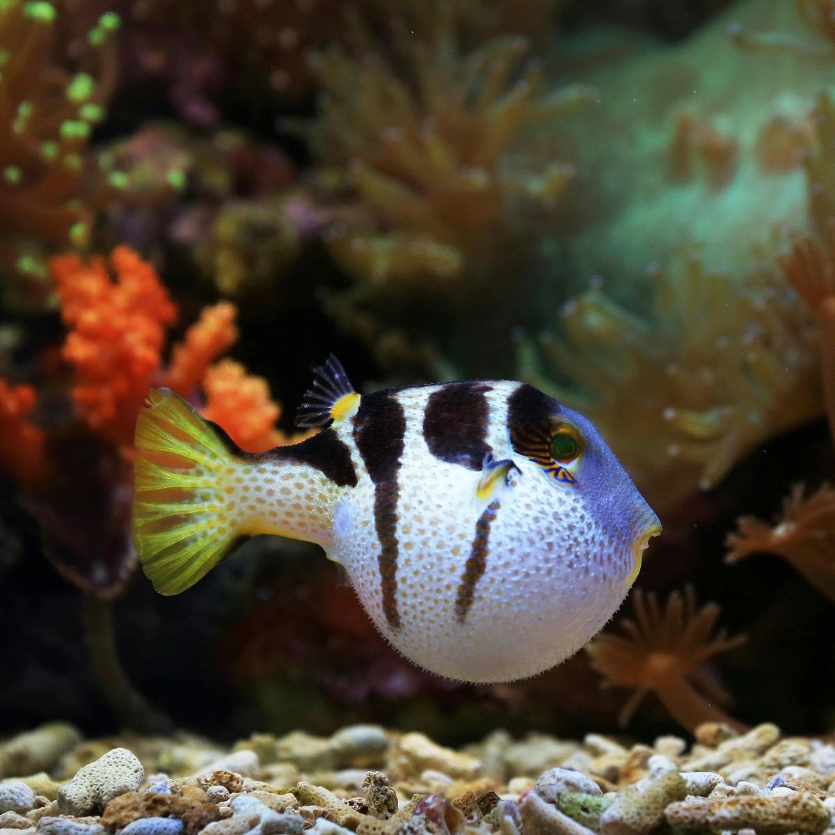 Modern dating has a new label and it’s called puffer-fishing