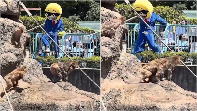 Two American tourists pulled off a stunt in a Japan zoo, home of Punch the viral monkey. (Photo: X) punch japan