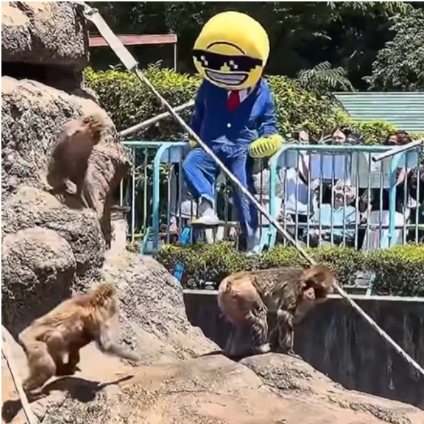 US tourists arrested after jumping into Punch the monkey’s zoo enclosure in Japan