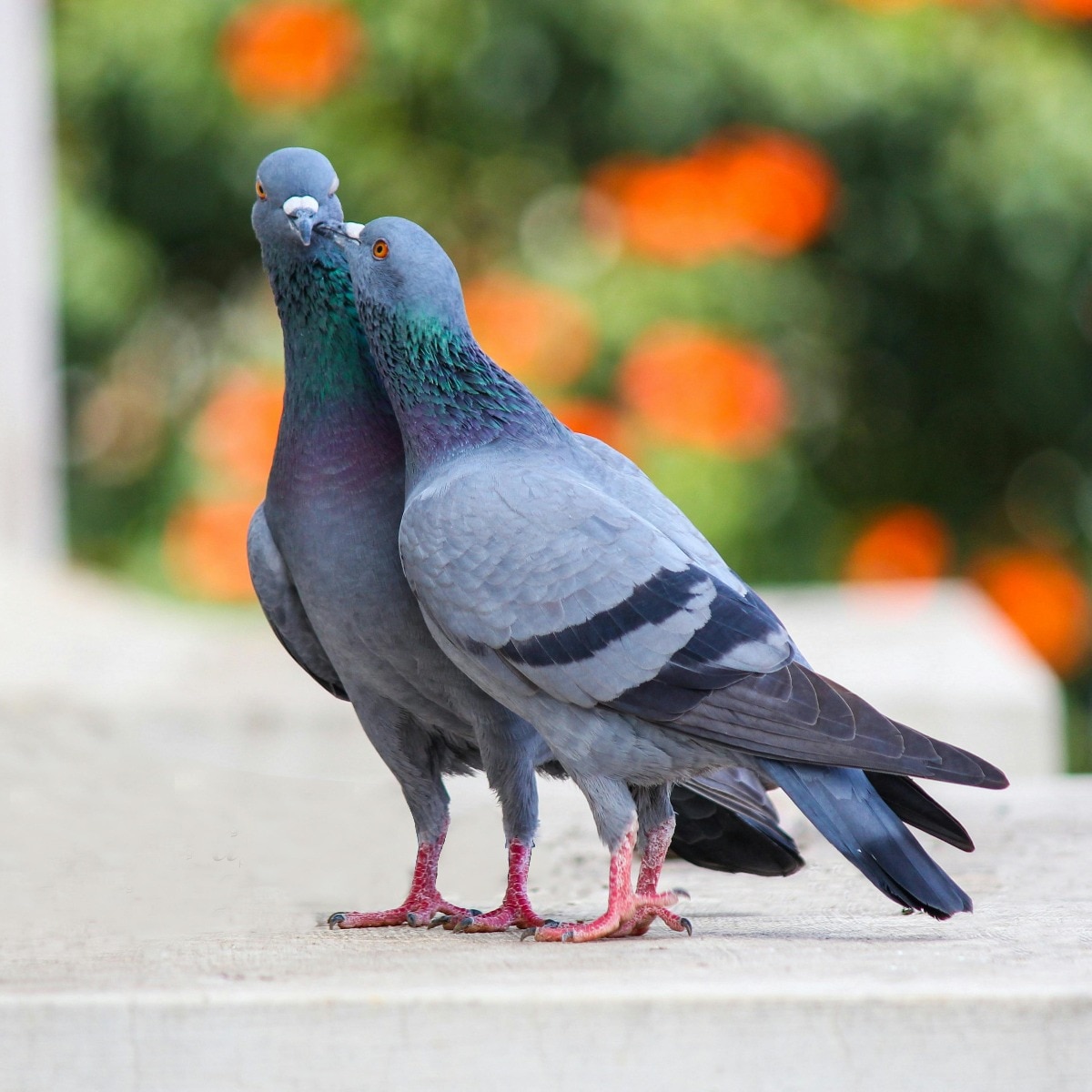 How to keep pigeons away from your balcony: Easy and effective tips