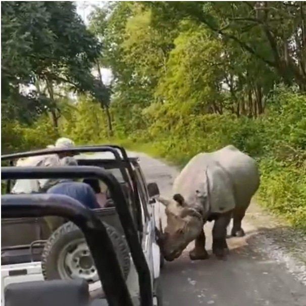 Rhino tries to flip safari jeep in Assam, sparks debate on wildlife tourism ethics